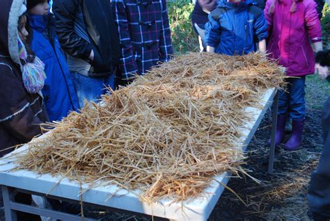 Our Creative Day: Mushroom Farm