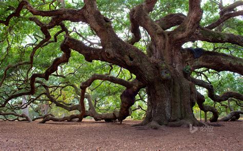 Charleston South Carolina Wallpaper - WallpaperSafari