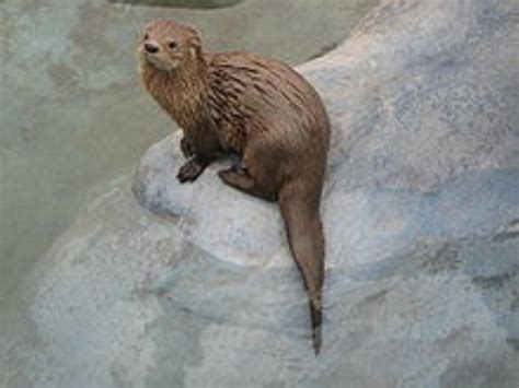 Marine Otter Information and Picture | Sea Animals