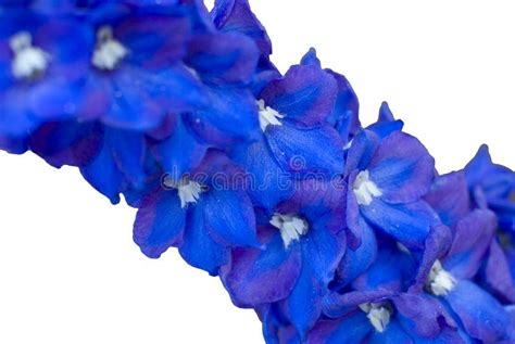 Indigo flowers stock photo. Image of nature, flora, plant - 7957492