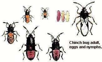 Chinch Bug Activity Abounds - Protect Your Gainesville Lawn! | The Masters Lawn Care