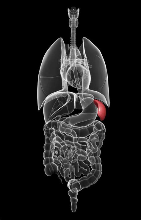 What are the Different Types of Spleen Diseases?