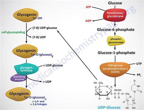 Glycogen Metabolism - The Medical Biochemistry Page