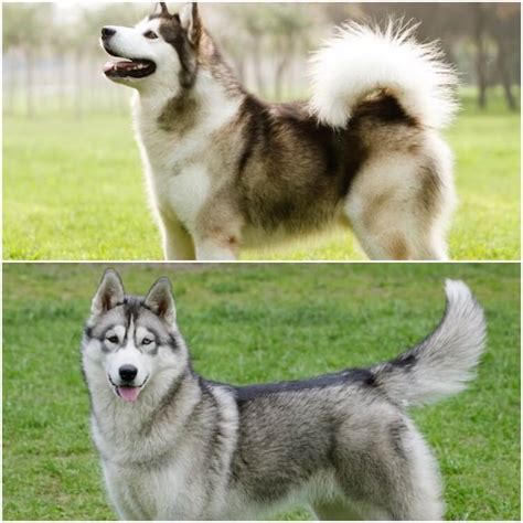 Are Malamutes Calmer Than Huskies