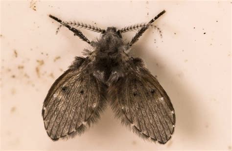 Can Drain Flies Come From the Toilet? Where to Check For Them