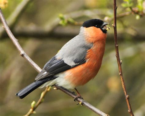 BirdWatch Ireland's Conservation Team blog: Irish Garden Birds - Bulky ...