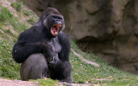 gorilla, Monkeys, Roar, HD Wallpaper | Rare Gallery