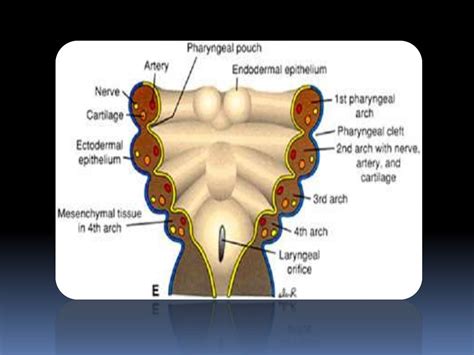 Pharyngeal arches 1