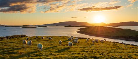 Photo Prints Wall Art - Sheep and sunset on the shore of Clew Bay, County Mayo, Ireland.