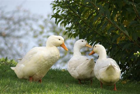 Pekin Duck: Complete Breed Guide - Raising Ducks