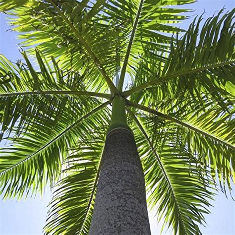 11 Spectacular Palm Trees That Provide Shade - Conserve Energy Future