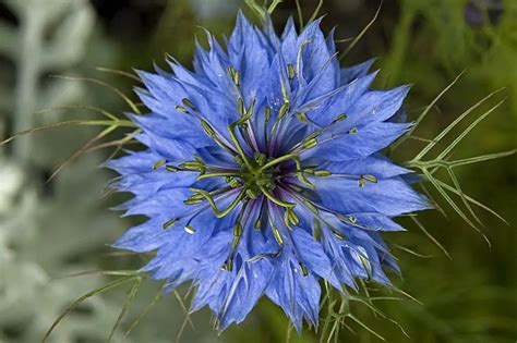 How to Use Nigella Sativa - Ideas2Live4