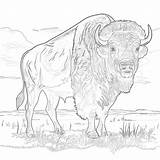 Buffalo Bills Coloring Sheets  Pages Mimi Panda sketch template
