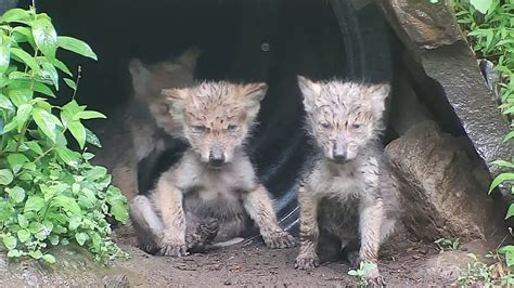 Mexican Gray Wolf Pups: Adorable When Wet - YouTube