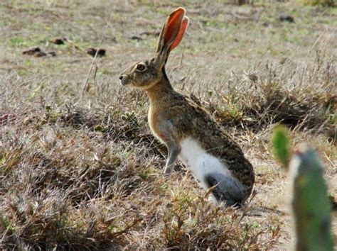 +20 Animales Endémicos de México - LISTA completa CON FOTOS