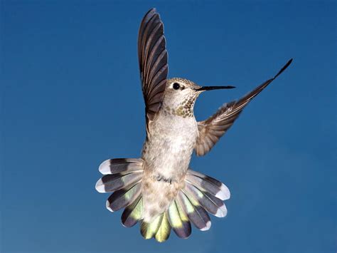 Anna's Hummingbird Female Tail Feather Display Photograph by Ron D Johnson - Fine Art America