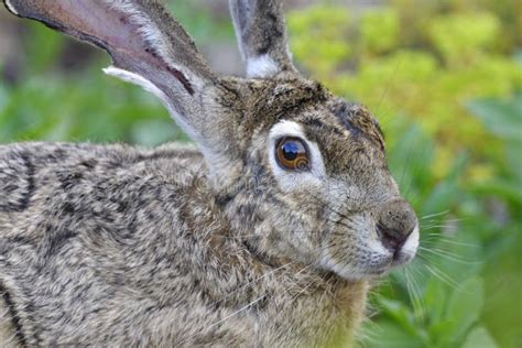 Black-tailed Jackrabbit, Lepus Californicus Stock Photo - Image of ...