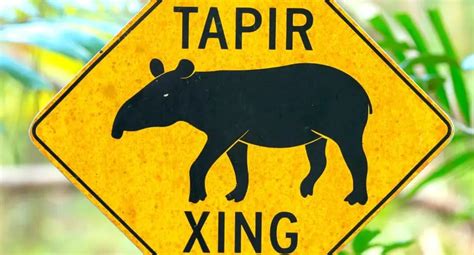 20 Remarkable Tapir Facts You Probably Didn't Know - UntamedAnimals