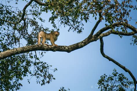 In Search Of Wildlife In Kinabatangan River In Sabah, Malaysian Borneo