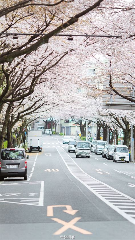 壁纸 日本 樱花 街道 - 堆糖，美图壁纸兴趣社区