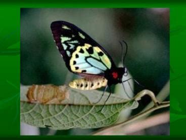 PPT – Queen Alexandra's Birdwing is the biggest butterfly in the world, with a wingspan up to 1 ...