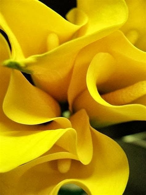 Yellow Calla lilies | Fantastic Materials