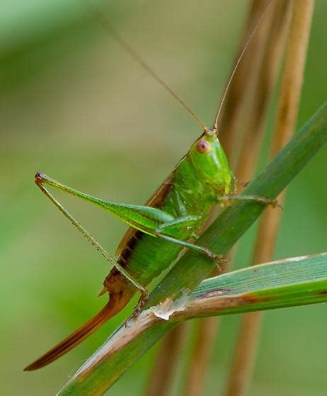 Katydid/Grasshopper? - Conocephalus brevipennis - BugGuide.Net