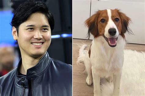 Shohei Ohtani’s Dog ‘Decoy’ Receives Joke Visa from U.S. Embassy in ...