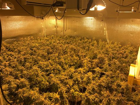 Open garage door leads deputies to marijuana grow in Adelanto - Victor Valley News Group | VVNG.com