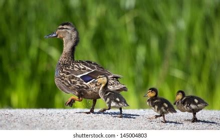 22,185 imágenes de Baby ducks mother - Imágenes, fotos y vectores de ...