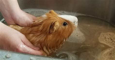 How to Give a Guinea Pig a Bath | Guinea Pig Tips