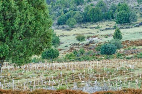 Sad Hill Cemetery in Spain. Tourist Place Stock Photo - Image of culture, location: 232730510