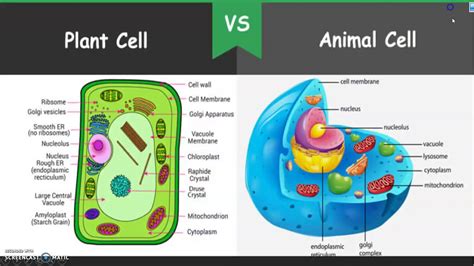 l Biology l Difference between Plant Cell and Animal Cell l Class 9 - YouTube