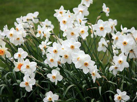 white and yellow flowers are in the grass