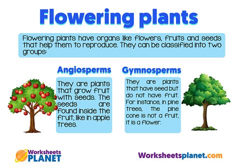 Plant Classification For Kids