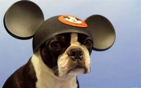 20 Adorable Pictures of Dogs Wearing Hats