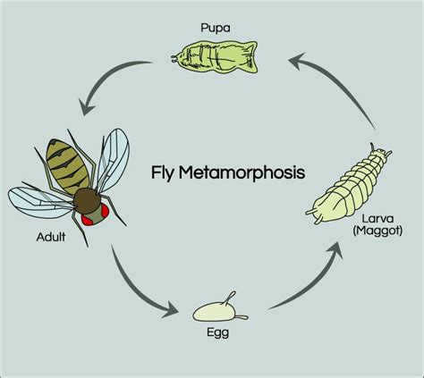 Fruit Fly Life Cycle | Science project | Education.com | Life cycle science project, Life cycles ...