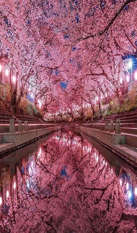 Cherry blossom are on huge rate in japan | Cherry blossom japan, Nature ...