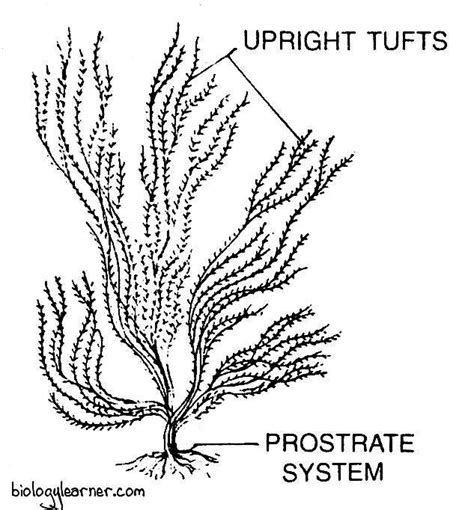 Ectocarpus: Features, Occurrence, Structure, Reproduction