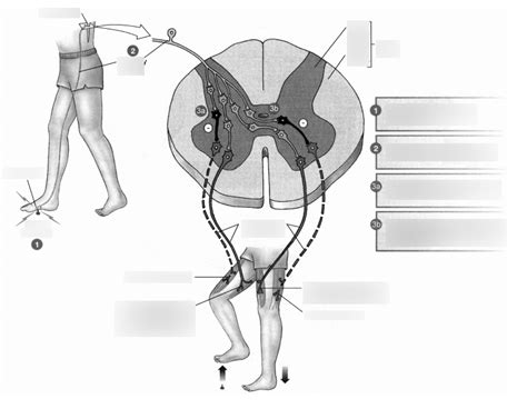 Flexion-Withdrawal Reflex Diagram | Quizlet