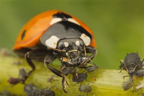 Seven Spot Ladybird eating Aphids 3