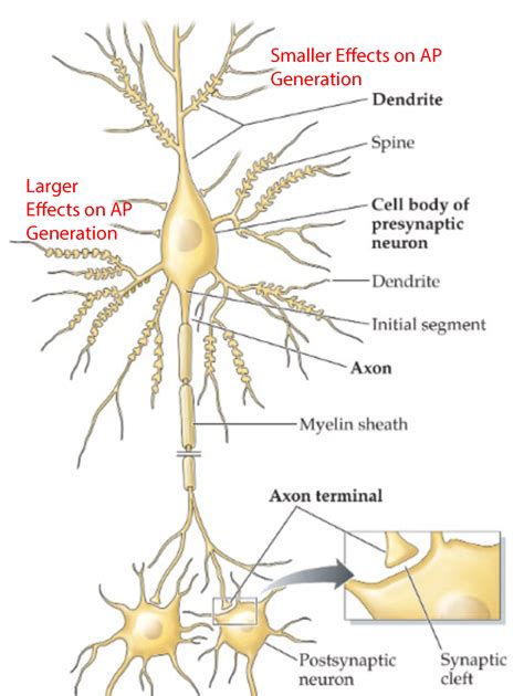 Presynaptic Neuron Vs Postsynaptic Neuron