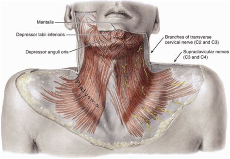 platysma Archives - Tavallali Plastic Surgery