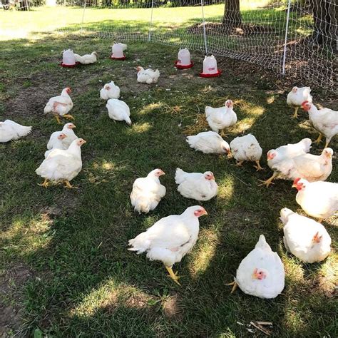 Pastured Poultry Farming in Lincoln NE | by pasture2table farm | Medium