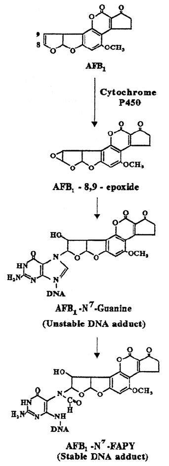 AFB 1 -DNA adduct formation | Download Scientific Diagram