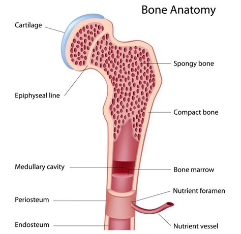 What Are the Pros and Cons of a Bone Marrow Transplant for Leukemia?