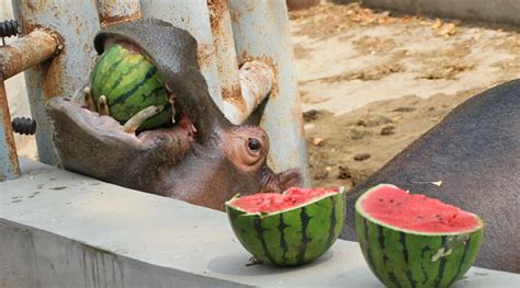 WATCH: Hippo Reveals Gender Of Baby With Watermelon Smash At Colorado ...