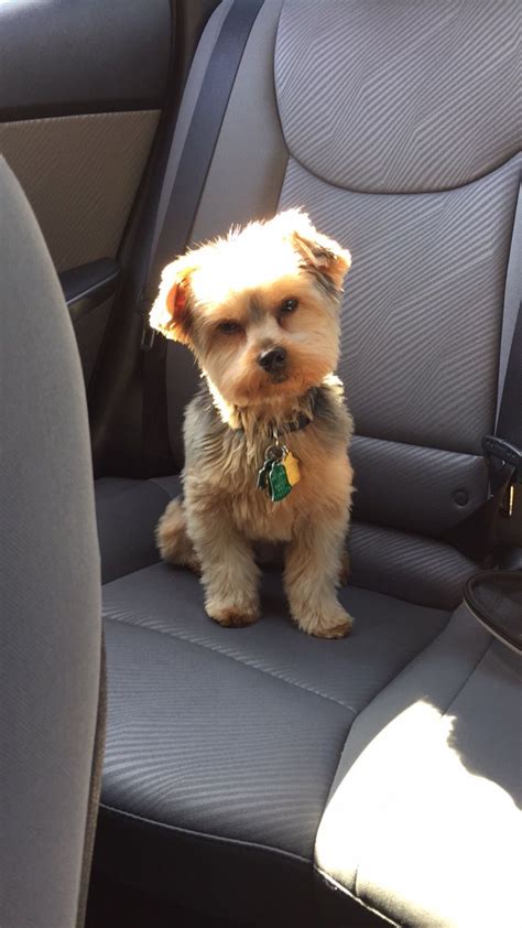 My baby's teddy bear yorkie haircut Morkie Puppy Cut, Morkie Dogs, Teacup Yorkie Puppy, Yorkie ...