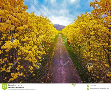 Aerial Photo Bright Yellow Blossom Flower Stock Image - Image of color ...