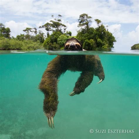 Pygmy three-toed sloth swimming in mangrove forest, Isla Escudo de Veraguas, Panama | Sloth life ...